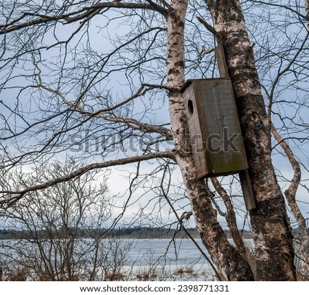 Nest box to facilitate the nesting of ducks on the flooded shore of forest lake. Log house for common goldeneye or Bucephala clangula on birch trunk near the shoreline of the reservoir. 