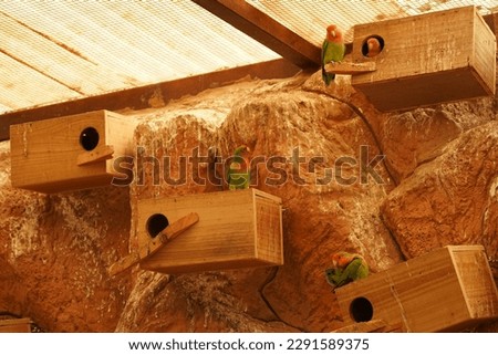 Nest box with parrots on the rock