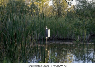 The Nest Box For Wood Duck On A Small Forest Pond