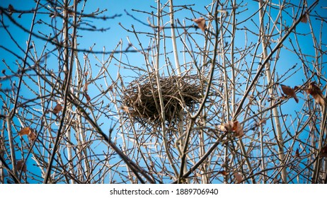 Nest in branches in top of a tree