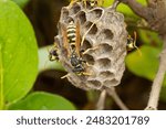 nest building of European paper wasps (Polistes dominula)
