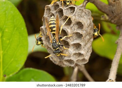 nest building of European paper wasps (Polistes dominula) - Powered by Shutterstock