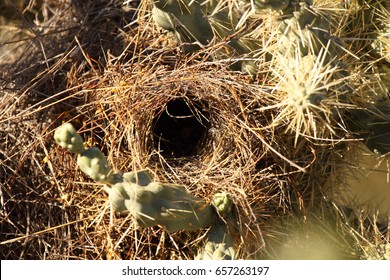 The Nest Of A Cactus Wren In A Cactus In Southern Arizona.