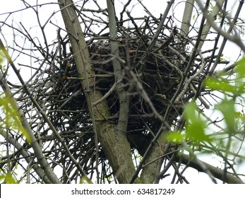 Nest of Carrion Crow (Corvus corone) Corvidae family