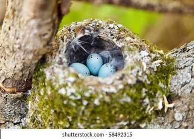 Finch Nest Images Stock Photos Vectors Shutterstock,How To Make Crepes For Breakfast
