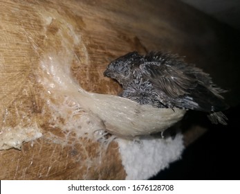 Swiftlets Images Stock Photos Vectors Shutterstock