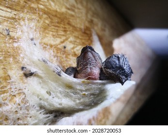 The Nest Of Edible On Wooden. Birds Nest Before Flying. Nest Swiftlet. 