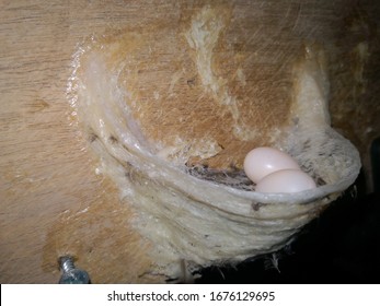 The Nest Of Edible On Wooden. Eggs In Nest Swiftlet. 