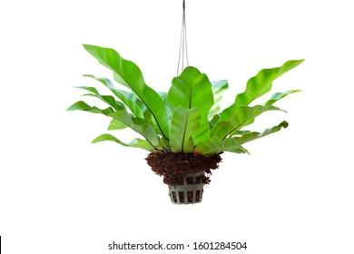 Bird’s nest fern or Asplenium nidus in plastic pot hanging in the garden isolated on white background included clipping path.