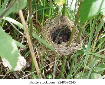 Nest of field bird with newborn chicks in tall dense grass