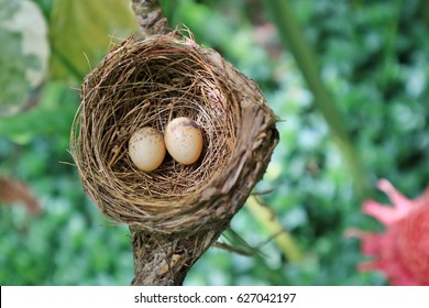 Magpie Nest Hd Stock Images Shutterstock