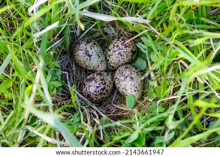 Nest with four eggs of a common redshank (Tringa totanus) in a meadow in polder Eemnes in the Netherlands