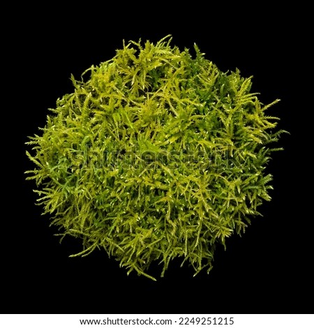 Nest of fresh moss, from above, on black background. Circular, soft bed, made of green peat moss, collected in the forest. Traditionally used as Easter nest and place to hide Easter eggs and gifts.