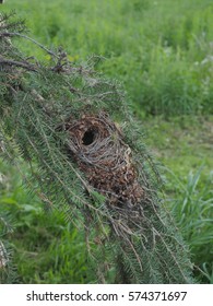 Nest Of Goldcrest On Fir Branch