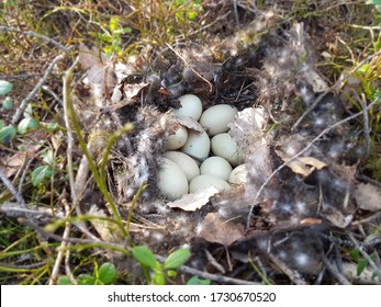 Nest With Grouse Eggs In The Woods Closeup