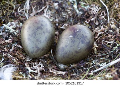 213 Skua nest Images, Stock Photos & Vectors | Shutterstock