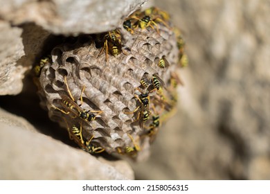 A nest or hive of Large Paper Wasps, Polistes gallicus, striped yellow and black insects busy collecting food in the Maltese countryside  - Powered by Shutterstock