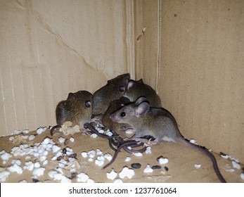  A Nest House Rats.