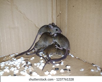  A Nest House Rats.