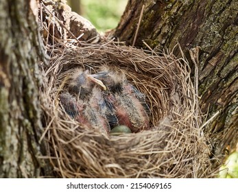 Nest with newborn blackbird chicks and egg. Natural selection and life of blackbirds in the wild.