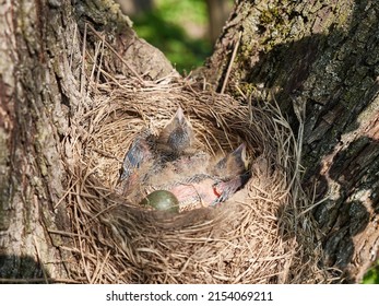 Nest with newborn blackbird chicks and egg. Natural selection and life of blackbirds in the wild.