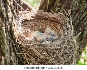 Nest With Newborn Blackbird Chicks And Egg. Natural Selection And Life Of Blackbirds In The Wild.