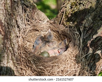 Nest With Newborn Blackbird Chicks And Egg. Natural Selection And Life Of Blackbirds In The Wild.