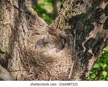 Nest With Newborn Blackbird Chicks And Egg. Natural Selection And Life Of Blackbirds In The Wild.