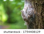 Nest of oak processionary on a trunk 