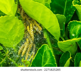 nest on a infested box tree, buxus moth larvae, box wood plague