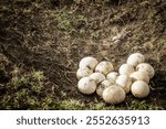 A nest of ostrich eggs in the Masai Mara National Reserve.
Taken in the Masai Mara reserve Kenya 2019
