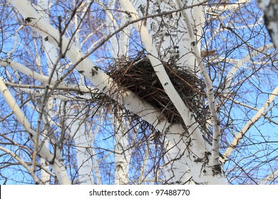 Nest Ravens From Small Branches Twisted On A Tree
