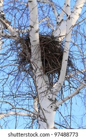 Nest Ravens From Small Branches Twisted On A Tree