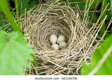 Nest Reed On Stems Nettle View Stock Photo 661144702 | Shutterstock