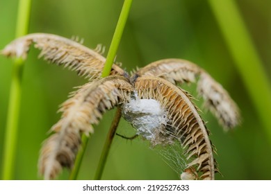 Nest of spider on grass glower - Shutterstock ID 2192527633