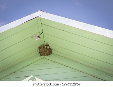 Nest Of Swallows Under The Roof Of The House