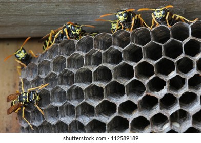 Nest Of Wasps