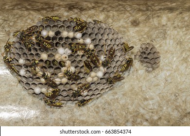 61 Jaw protrusion Images, Stock Photos & Vectors | Shutterstock