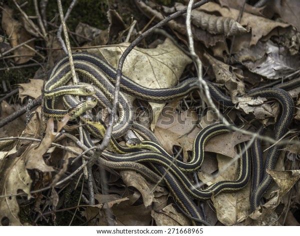 Nest Young Garter Snakes On Forest Stock Photo Edit Now 271668965