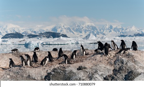 Nesting Adelie Penguin Colony, Yalour Islands, Antarctic Peninsula