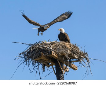 Nesting American Bald Eagle Pair  - Shutterstock ID 2320368987