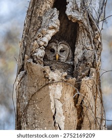 A nesting barred owl in a tree