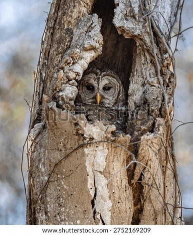 A nesting barred owl in a tree
