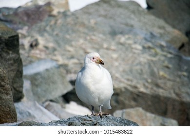 Nesting bird in Antarctica