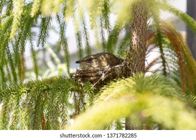Nesting birds on the tree close