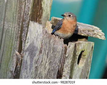 Nesting Bluebird