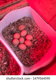 Nesting Box For Backyard Chicken Coop With Eggs.