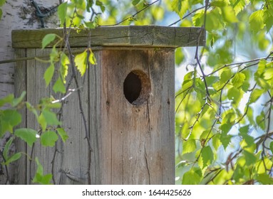 Nesting Box On The Birch Tree Protecting Birds