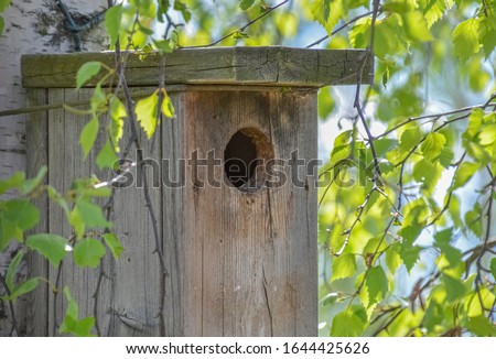 Nesting box on the birch tree protecting birds