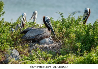 Nesting Brown Pelicans on Queen Bess Island in Coastal Louisiana  - Powered by Shutterstock